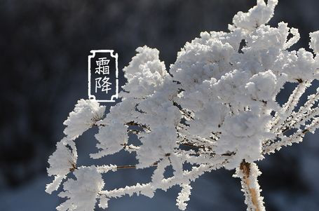 今日霜降 _ 露凝為霜知霜降，滴酒品后知濃香96.png